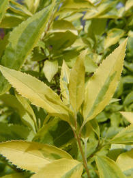 Variegated yellow and green foliage of Eleagnus